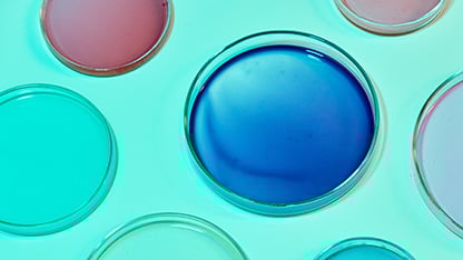 petri dishes on blue
